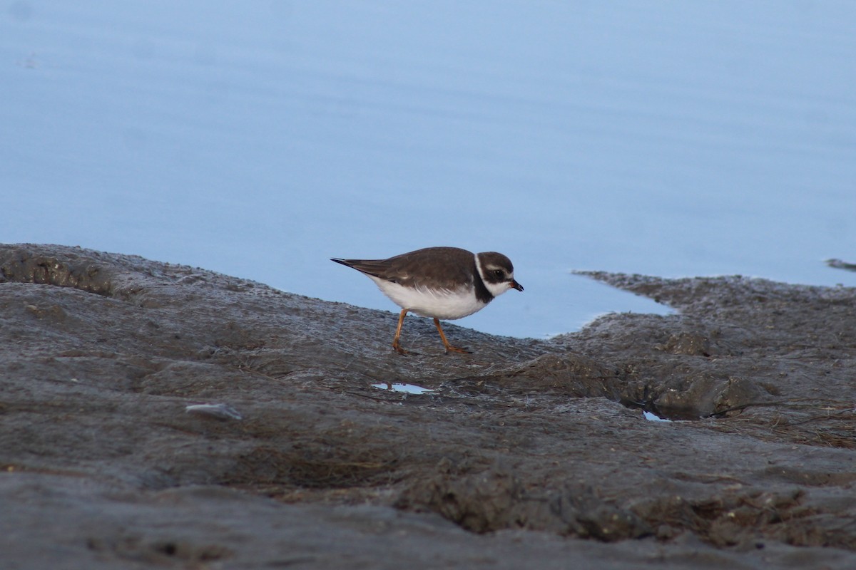 Semipalmated Plover - ML647025488