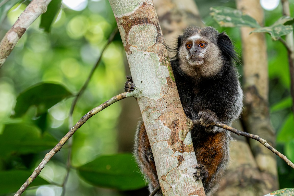 Wied's Black-tufted-ear Marmoset - ML647025489
