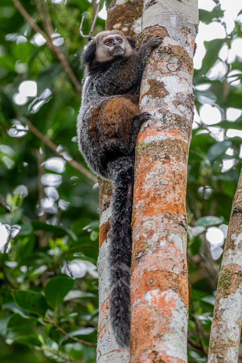 Wied's Black-tufted-ear Marmoset - ML647025490