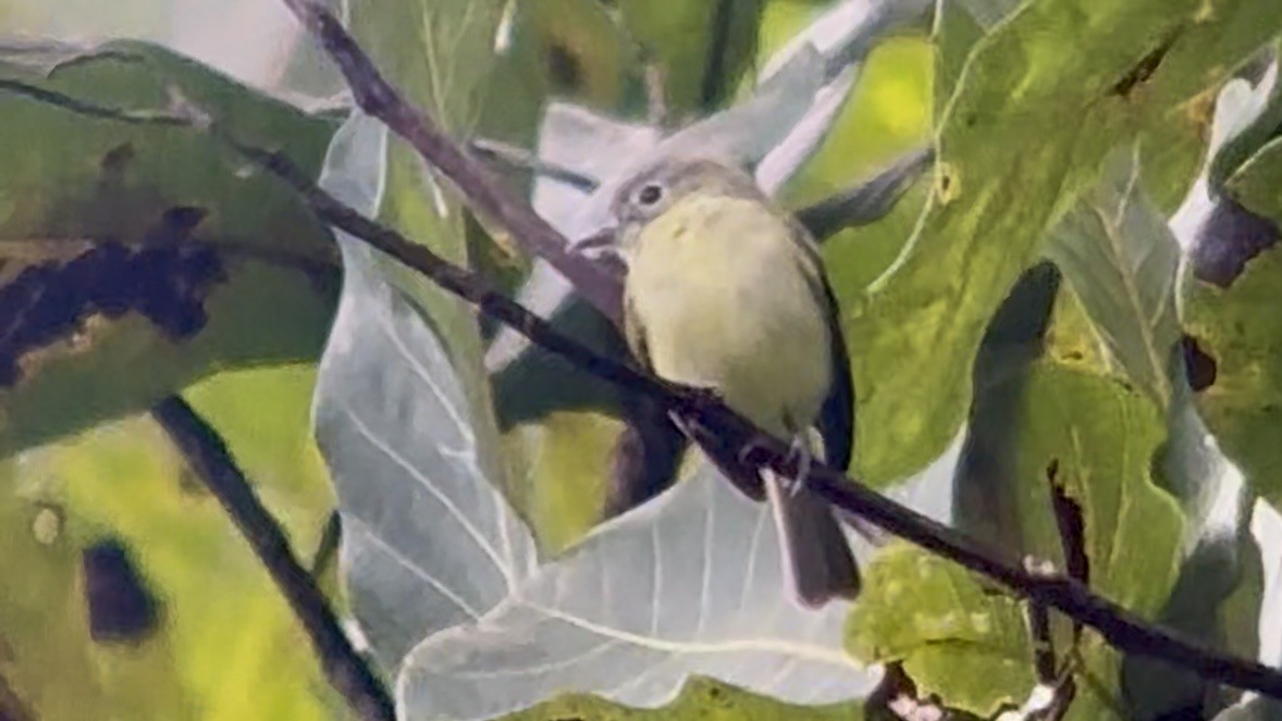 Yellow-green Tyrannulet - ML647025495