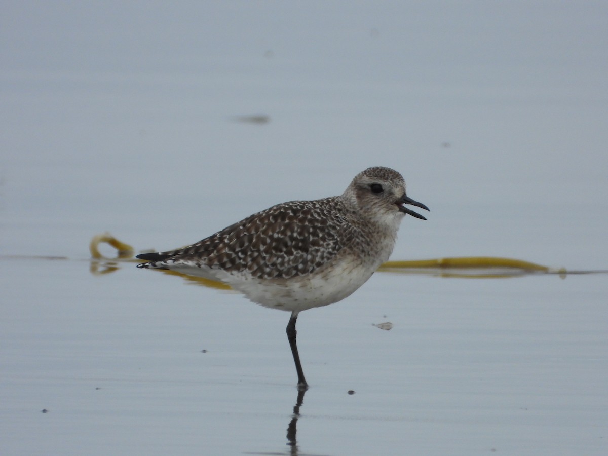 Black-bellied Plover - ML647025507