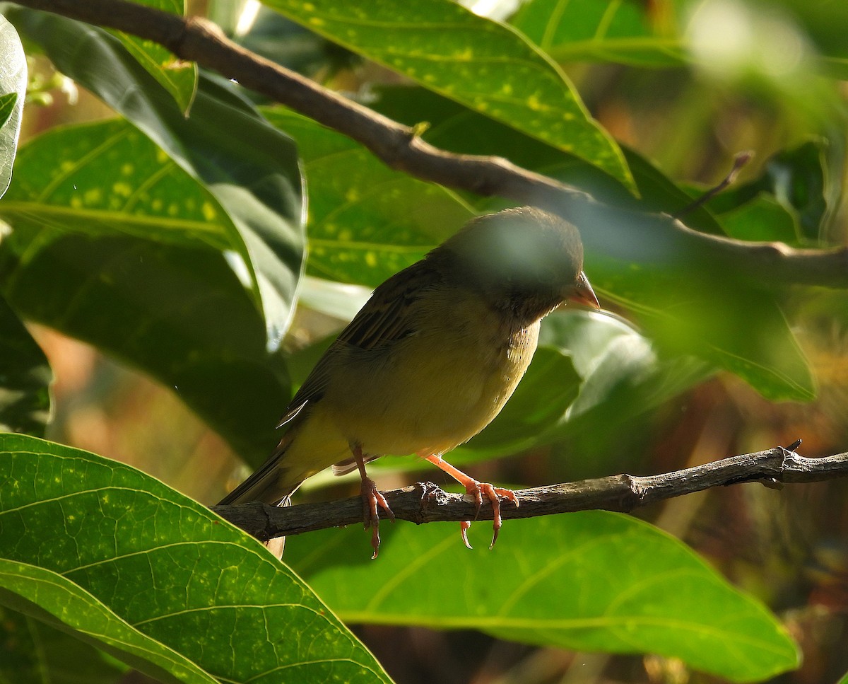 Zigolo testaranciata - ML647025508