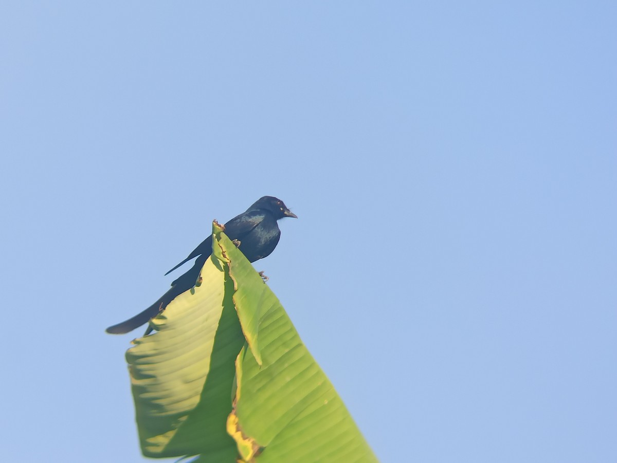 Black Drongo - ML647025512