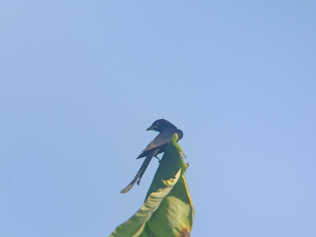 Black Drongo - ML647025513