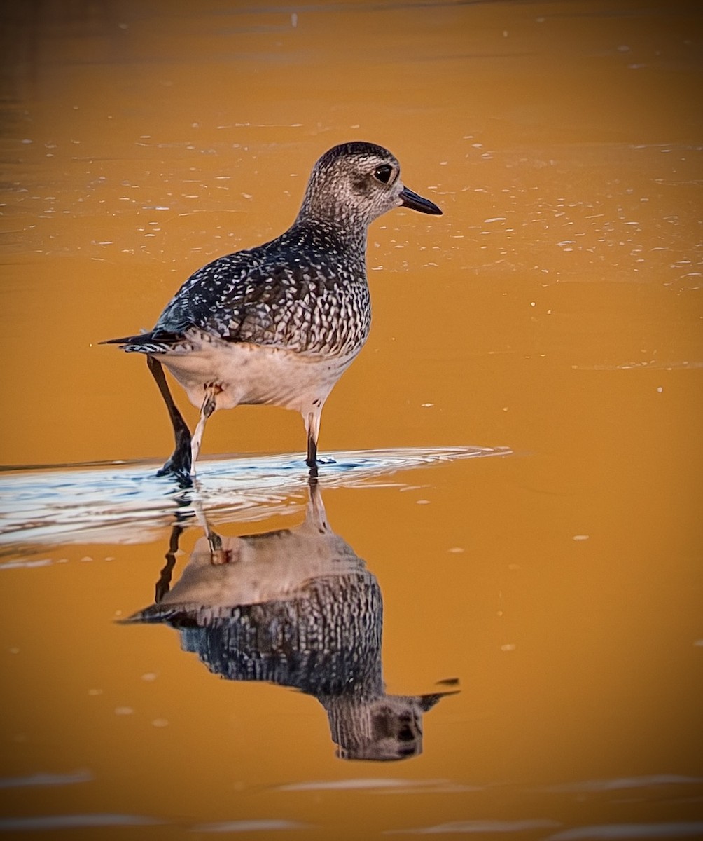 Black-bellied Plover - ML647025514