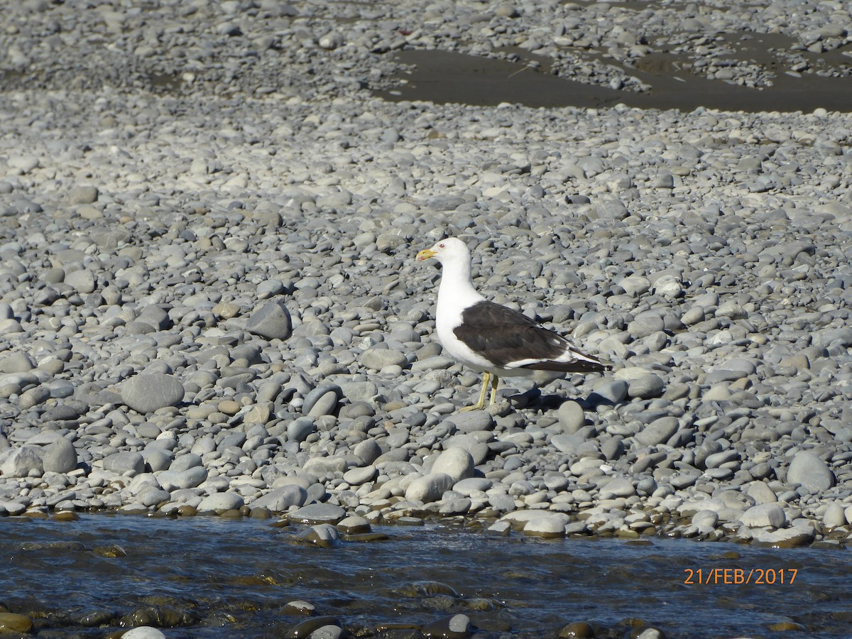 ミナミオオセグロカモメ - ML647025515