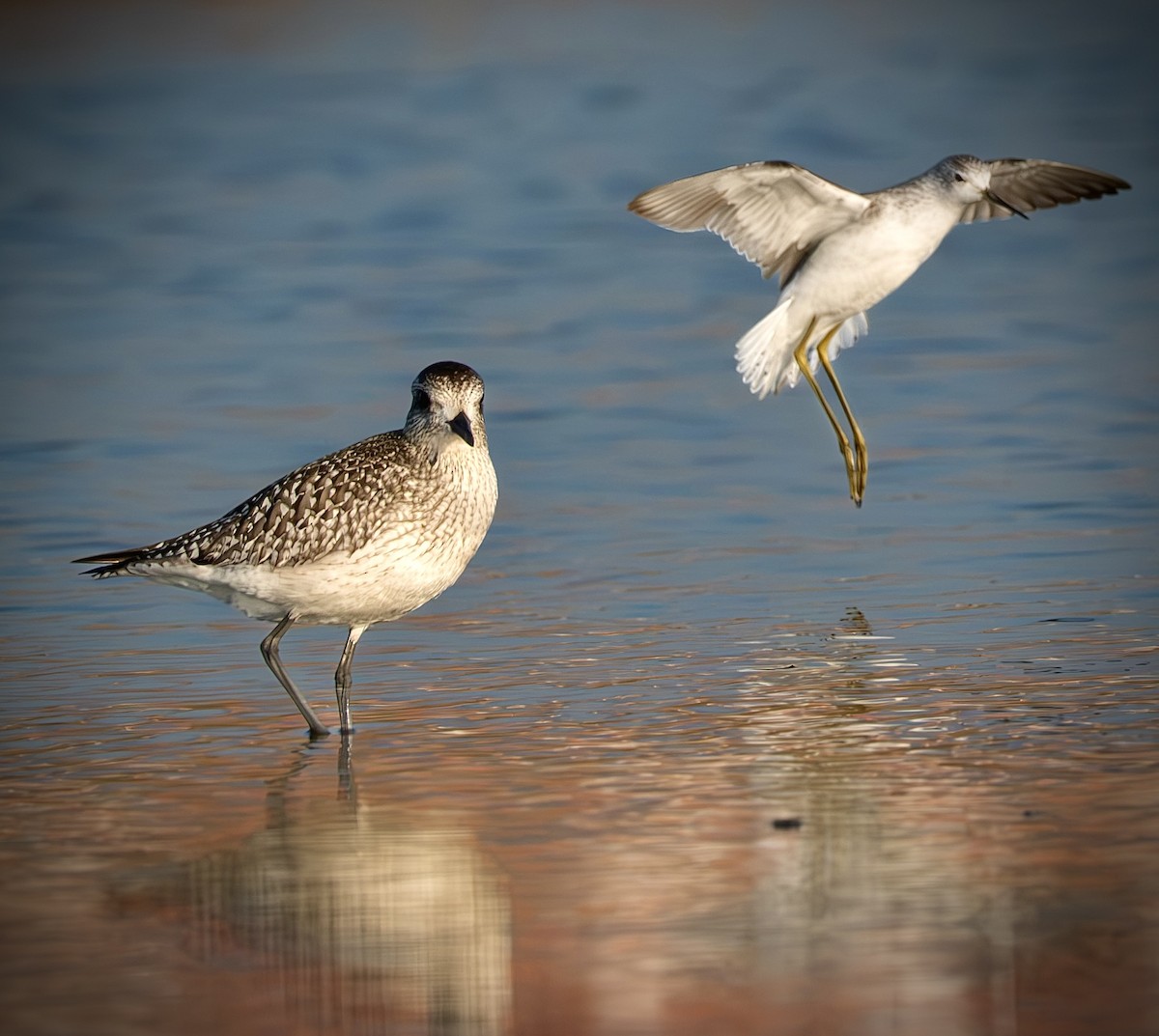 Black-bellied Plover - ML647025516