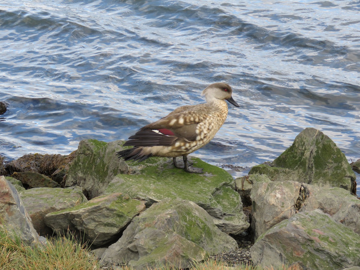 Crested Duck - ML647025517