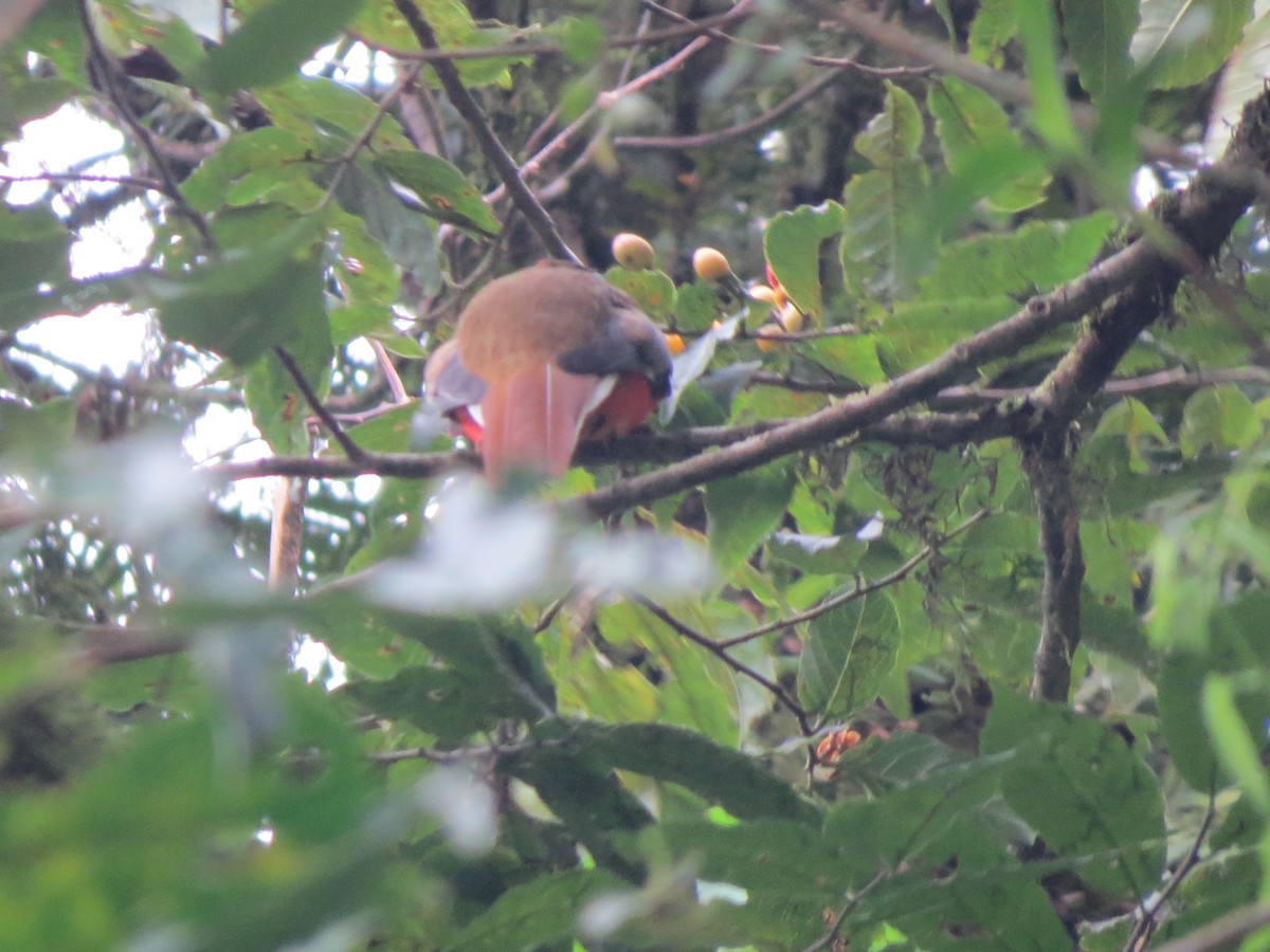 båndtrogon - ML647025518