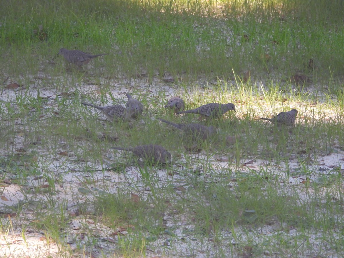 holoubek mexický - ML647025522