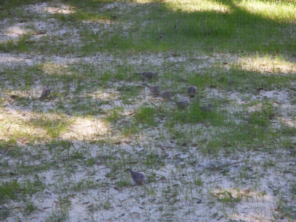 holoubek mexický - ML647025523