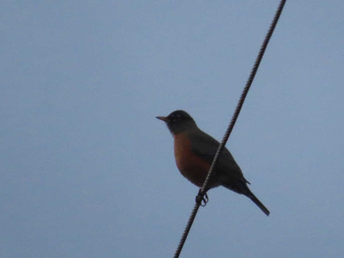 American Robin - ML647025524