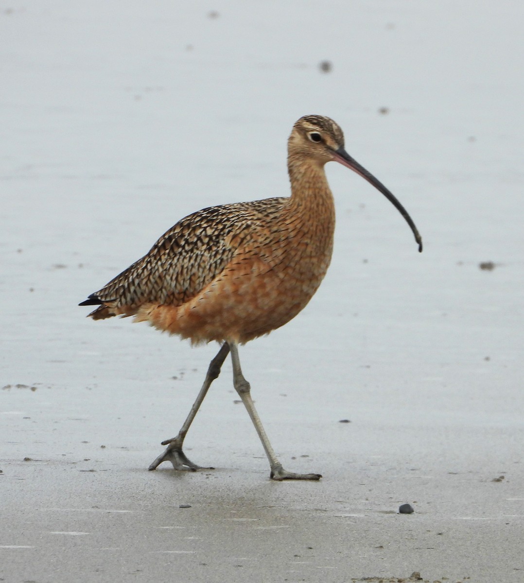 Кульон американський - ML647025526