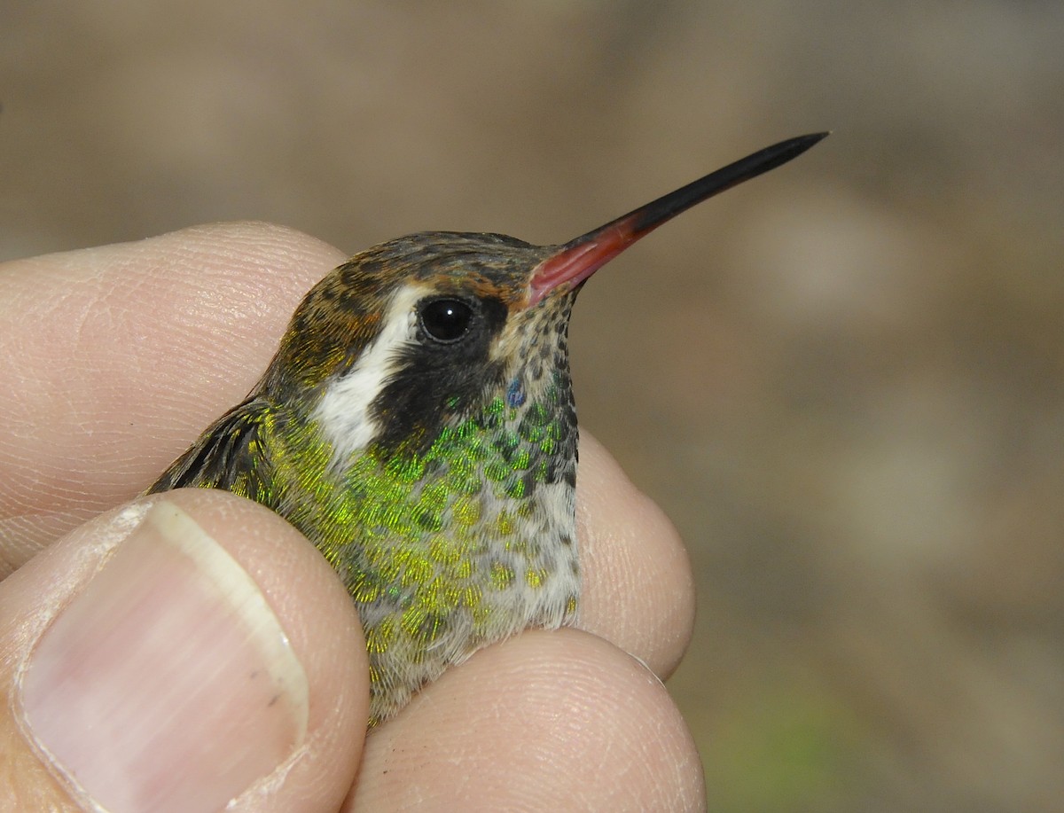 White-eared Hummingbird - ML647025544