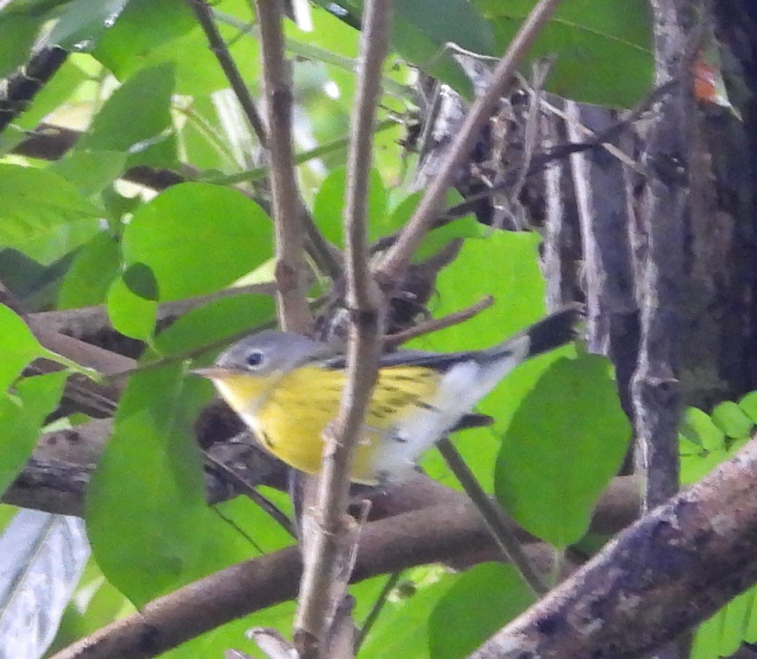Magnolia Warbler - ML647025545