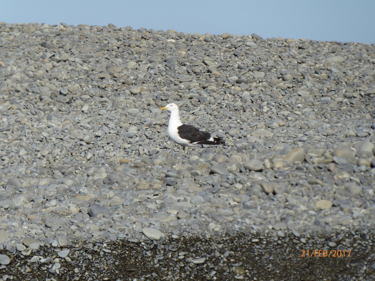 ミナミオオセグロカモメ - ML647025546