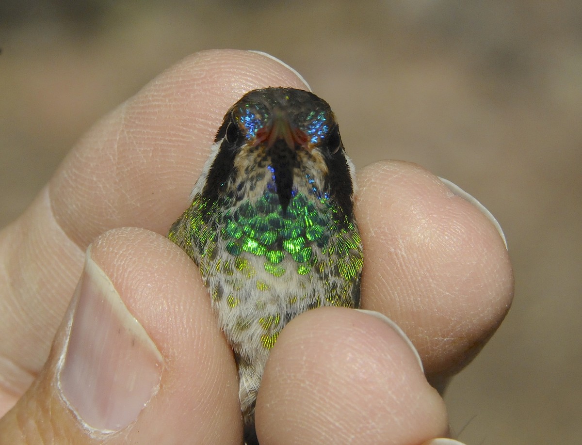White-eared Hummingbird - ML647025549