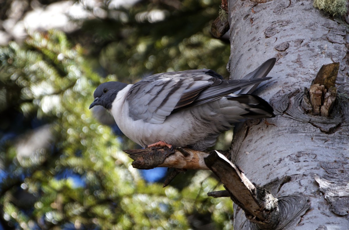 Snow Pigeon - ML647025552