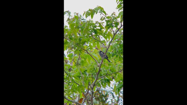 Tangara Lomiazufrada - ML647025562