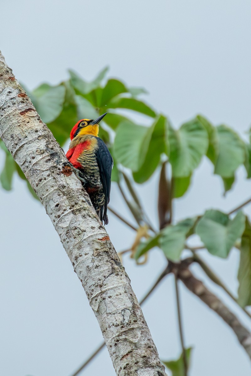 Yellow-fronted Woodpecker - ML647025573