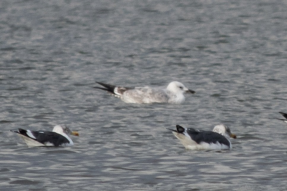 Caspian Gull - ML647025575