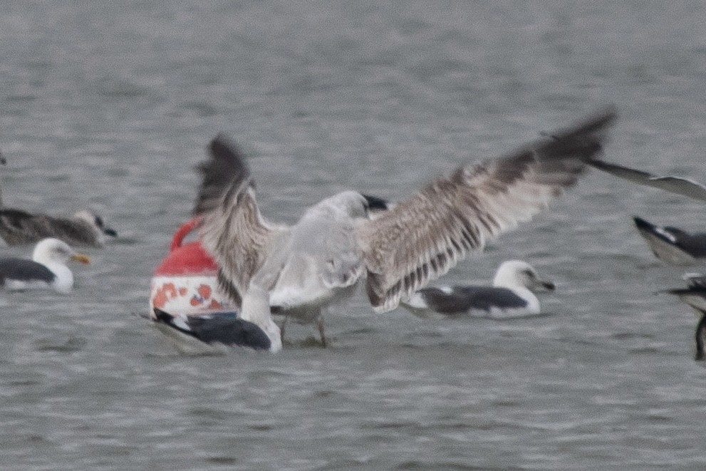 Caspian Gull - ML647025576