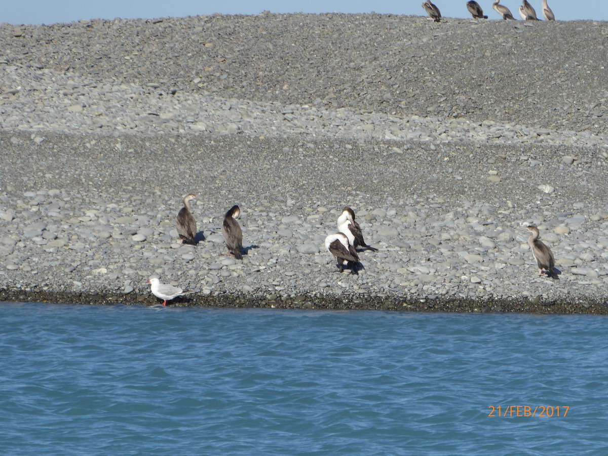 マミジロウ - ML647025577