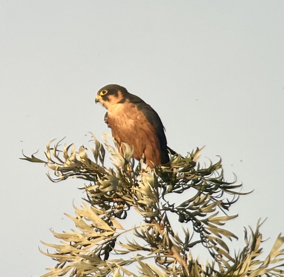 Afrikabaumfalke - ML647025578