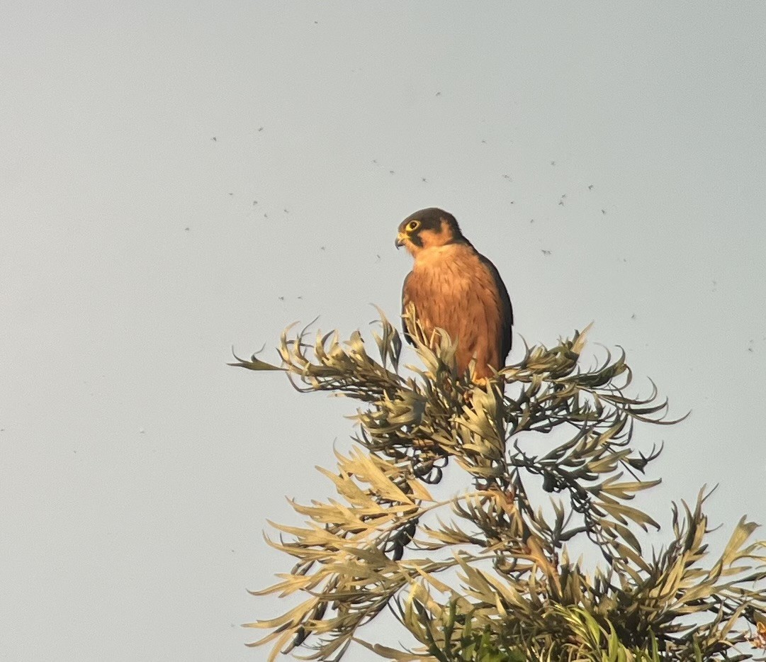 Afrikabaumfalke - ML647025579