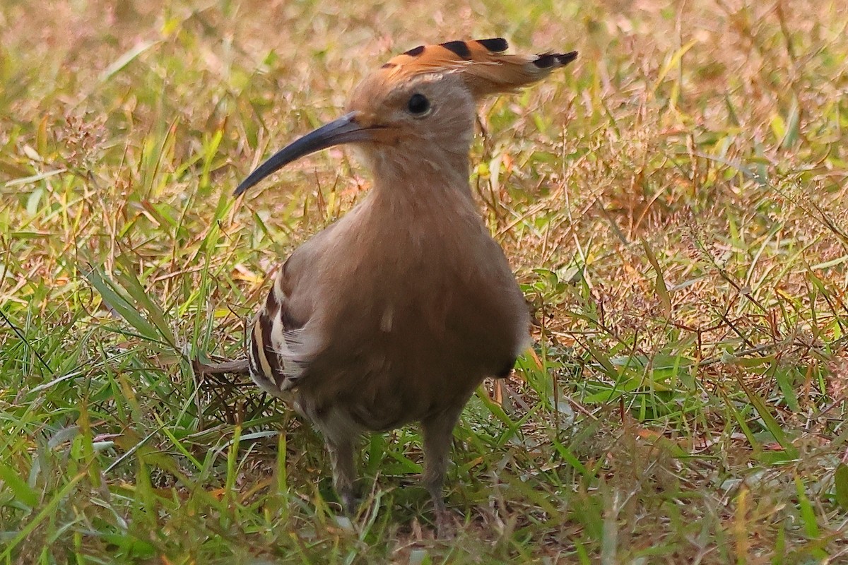 Common Hoopoe - ML647025588