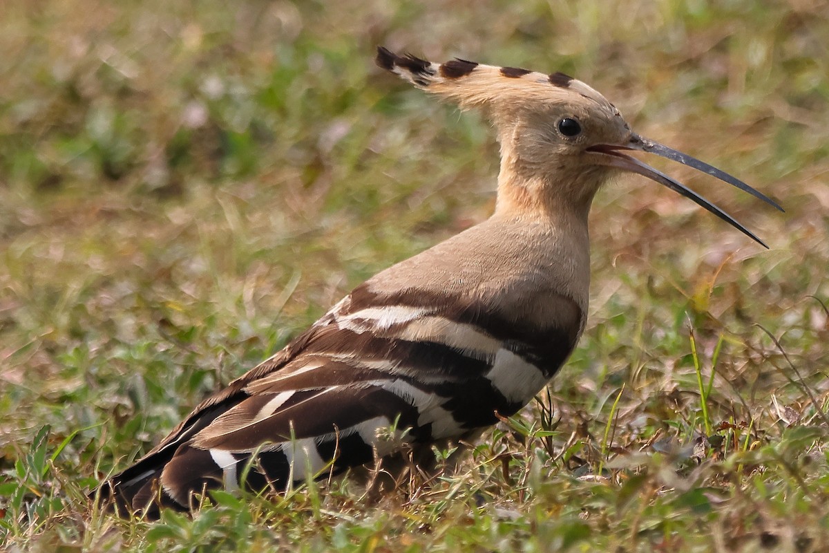Common Hoopoe - ML647025589