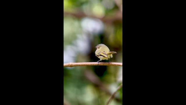 Mosquerito Menor - ML647025590