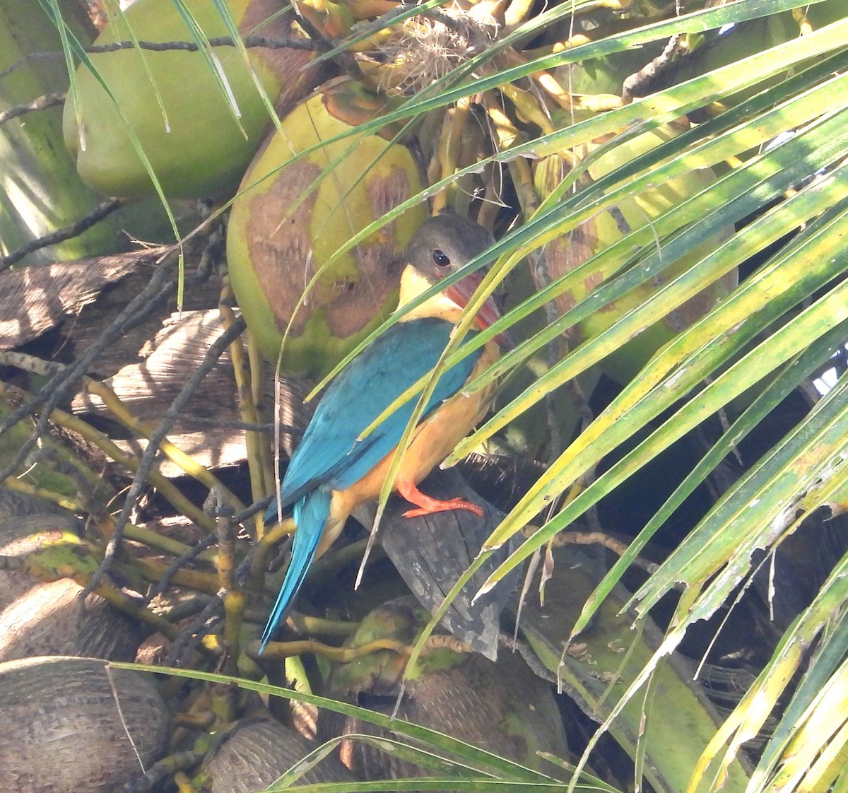 ledňáček čápozobý - ML647025599