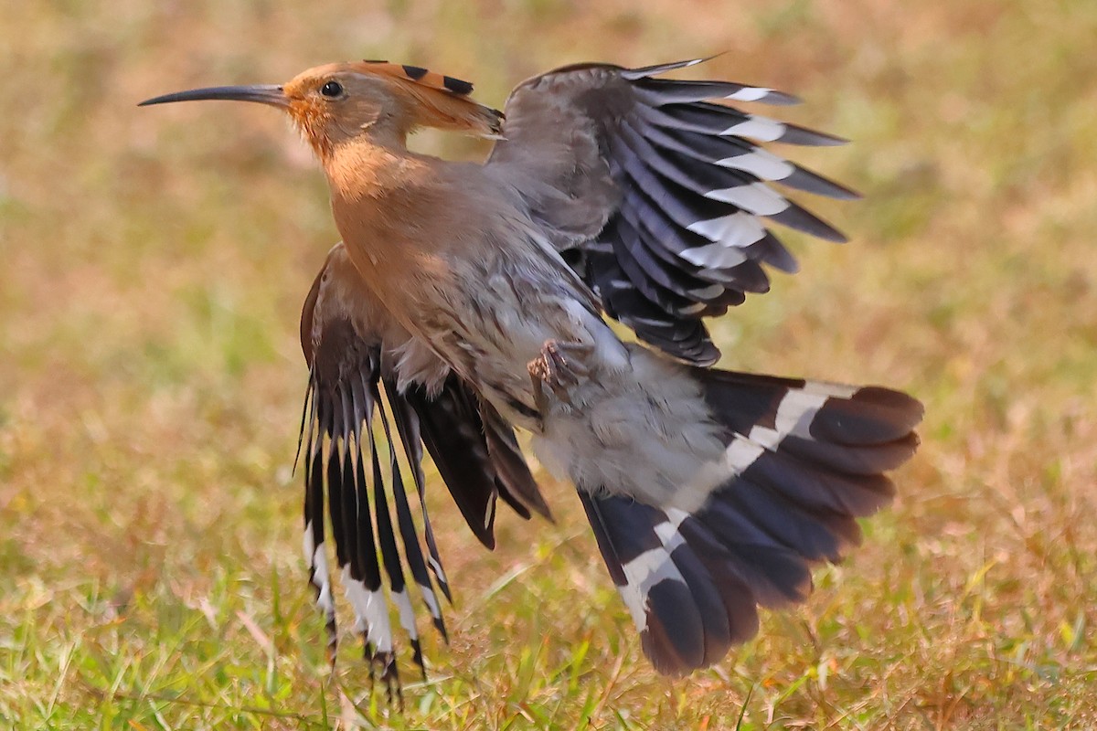 Common Hoopoe - ML647025621