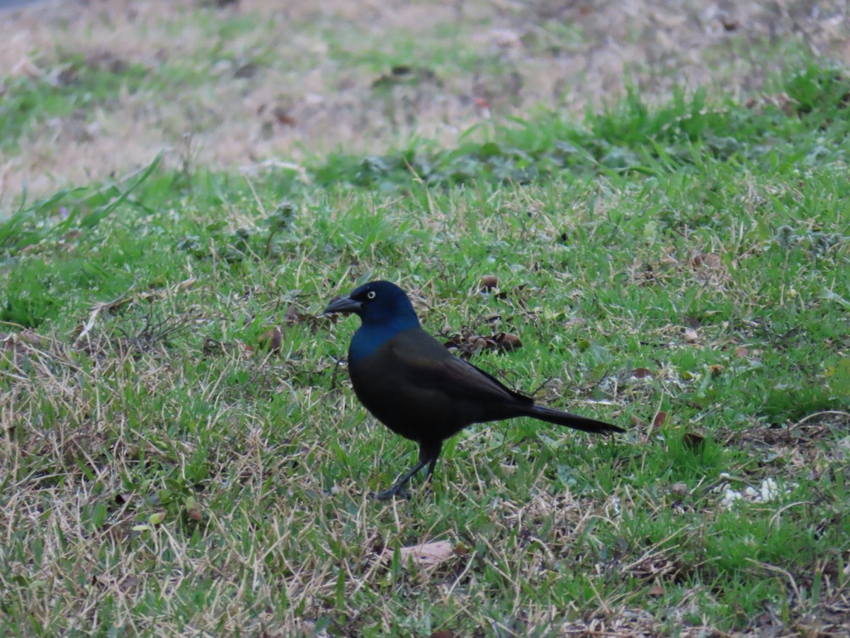 Purpurgrackel - ML647025622