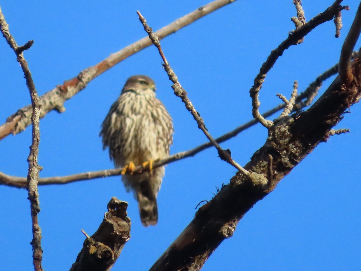 Merlin - ML647025624