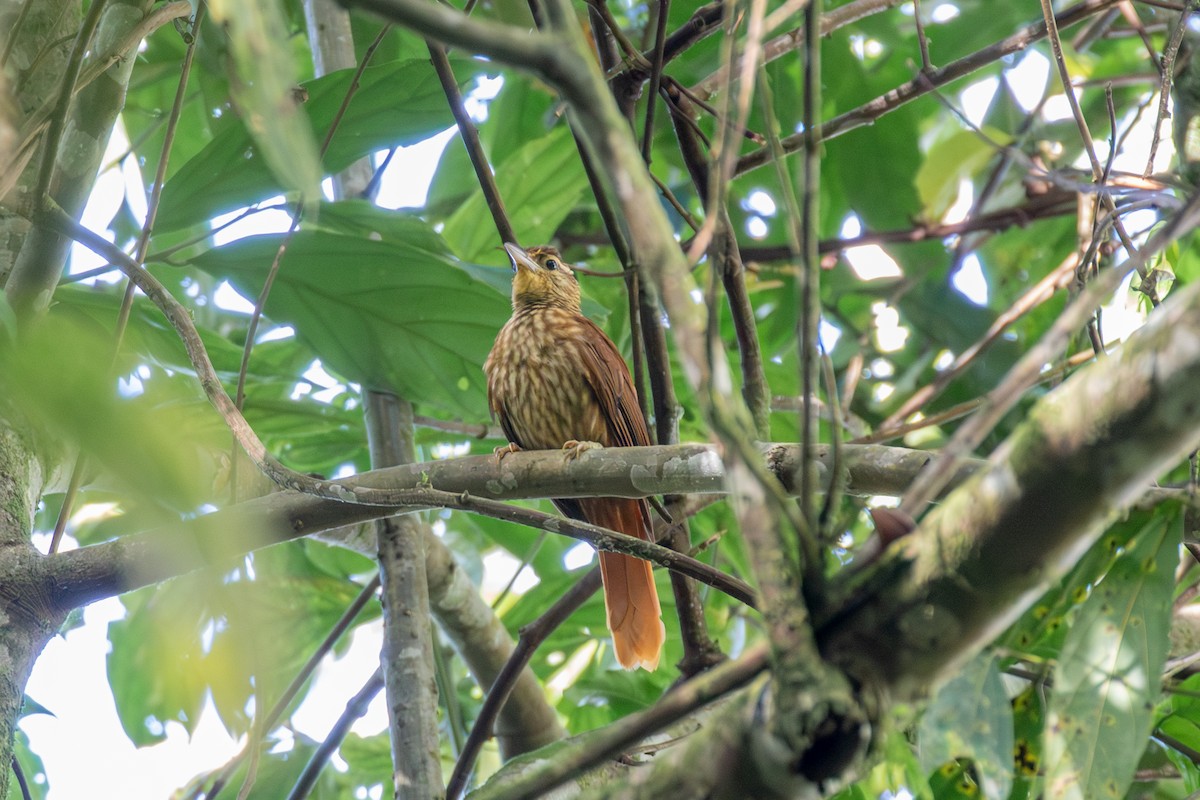 Pale-browed Treehunter (Pale-tailed) - ML647025627