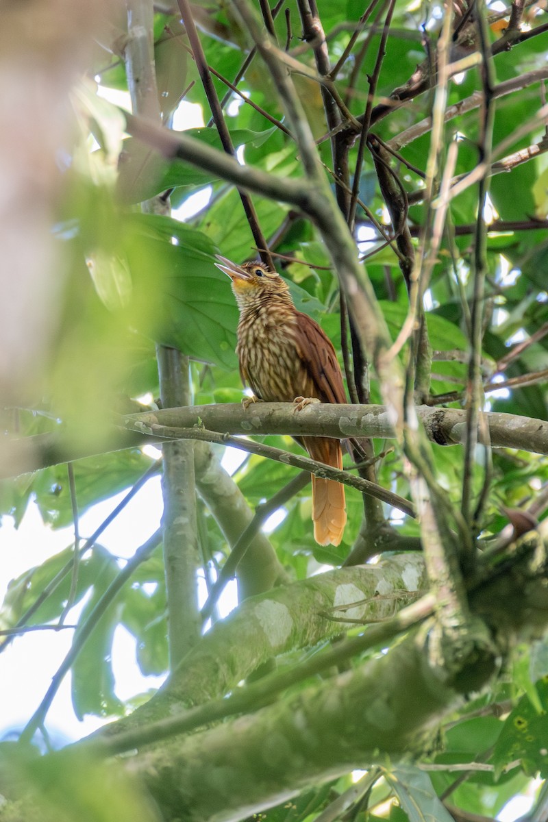 Pale-browed Treehunter (Pale-tailed) - ML647025628