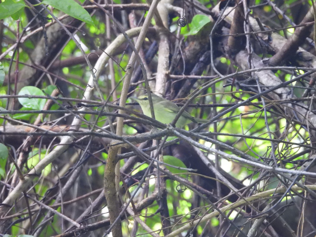 Philadelphia Vireo - ML647025631