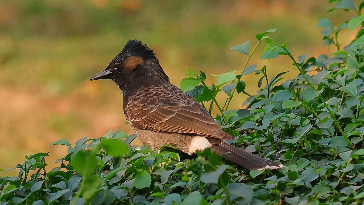 Red-vented Bulbul - ML647025634