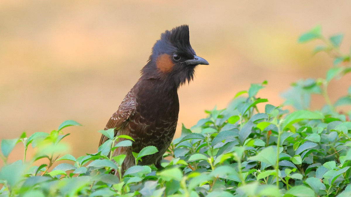 Red-vented Bulbul - ML647025635