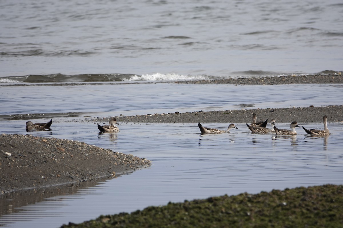 Crested Duck - ML647025639