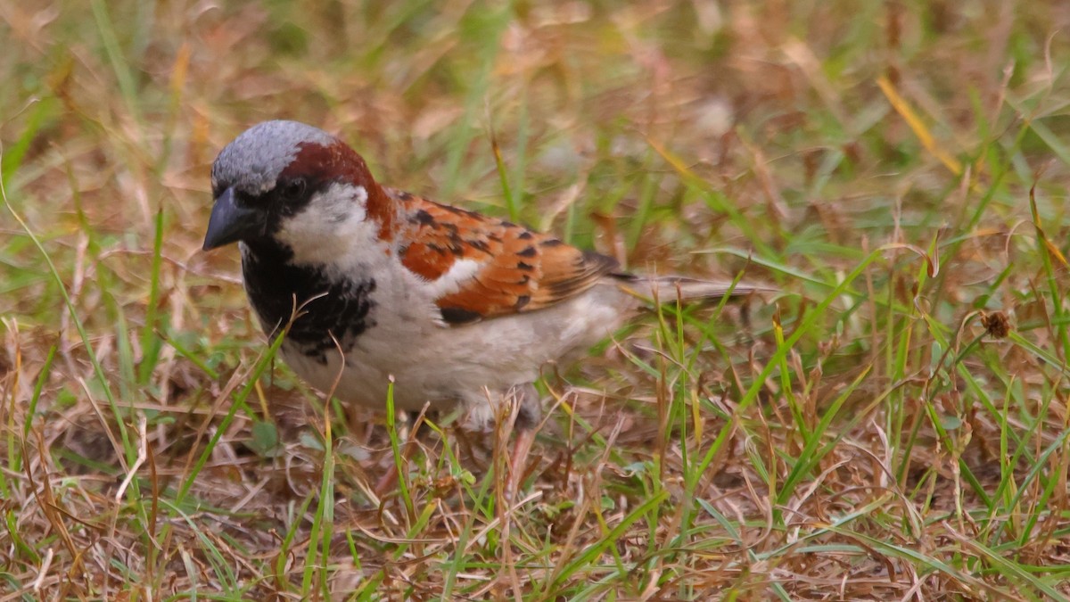 vrabec domácí - ML647025642