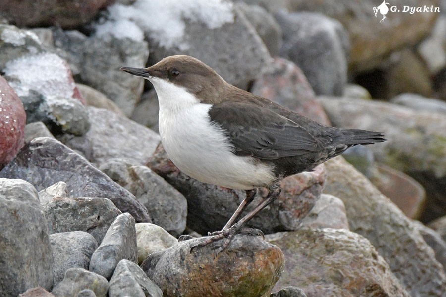 White-throated Dipper - ML647025643