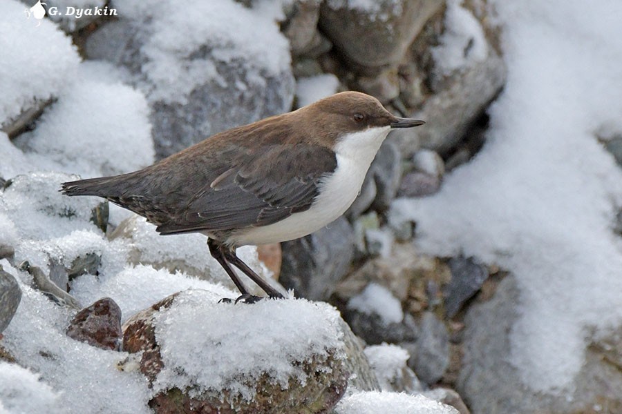 White-throated Dipper - ML647025659