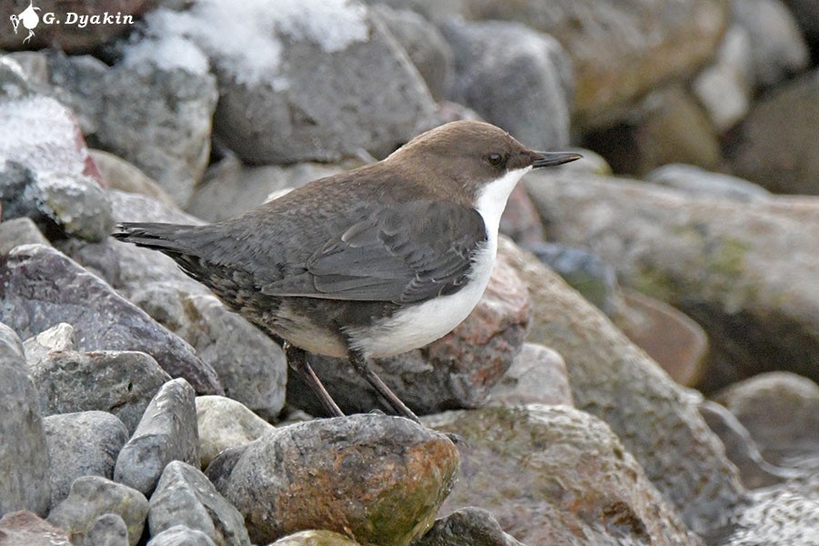 White-throated Dipper - ML647025661