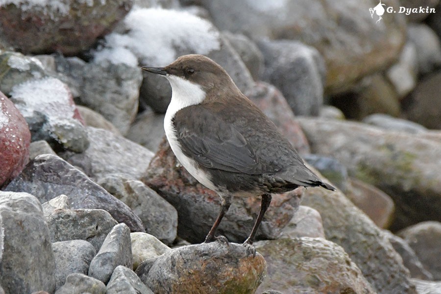 White-throated Dipper - ML647025664