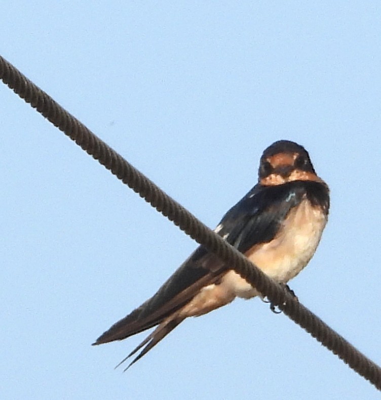 vlaštovka obecná - ML647025666