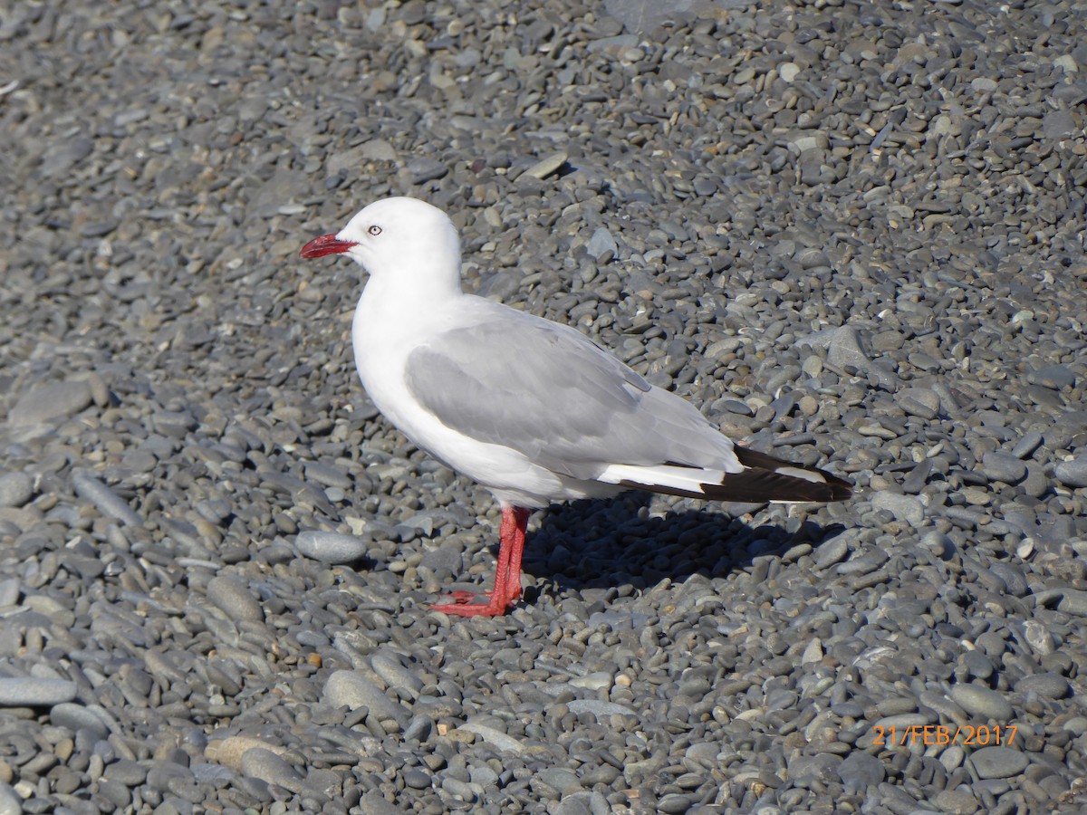 ギンカモメ（scopulinus） - ML647025677