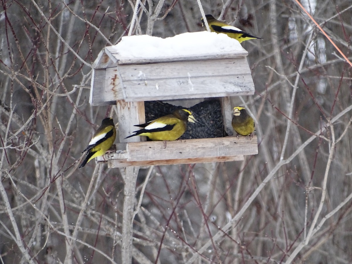 キビタイシメ - ML647025679